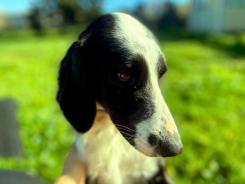 Carlo - junger Feingeist auf der Suche nach seinem Zuhause