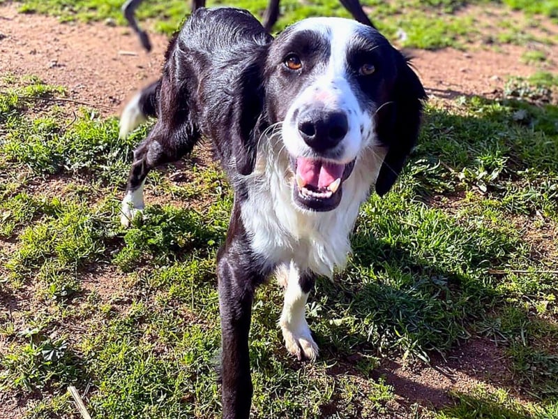 Carlo - junger Feingeist auf der Suche nach seinem Zuhause
