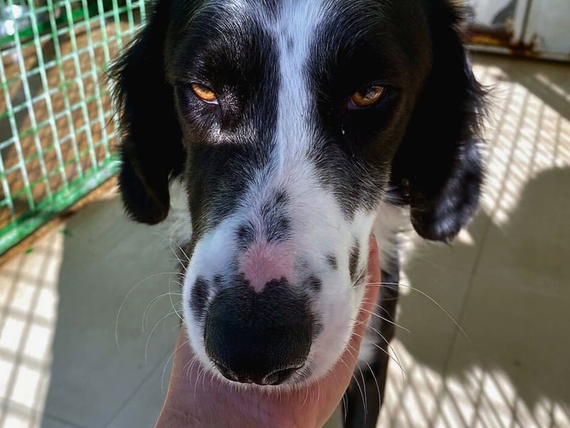 Carlo - junger Feingeist auf der Suche nach seinem Zuhause