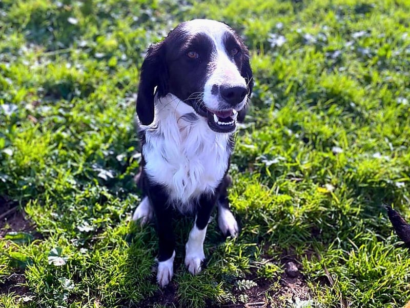 Carlo - junger Feingeist auf der Suche nach seinem Zuhause