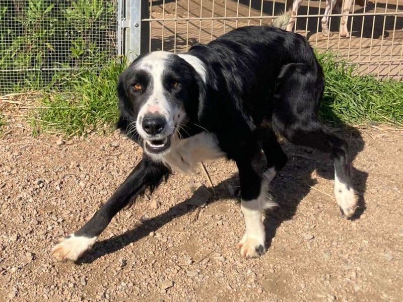 Carlo - ist reserviert