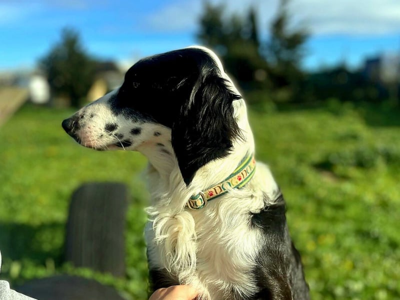 Carlo - junger Feingeist auf der Suche nach seinem Zuhause