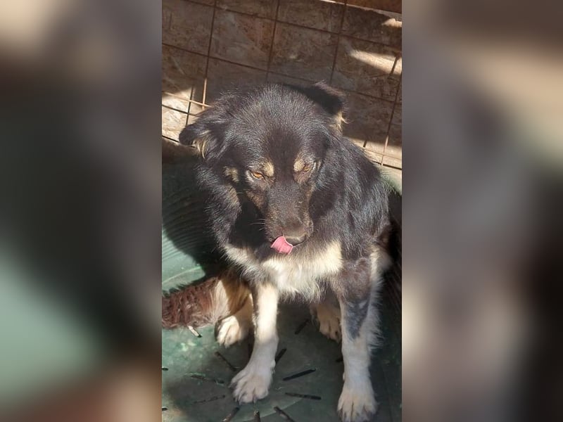 Laika, lebenslustig und menschenbezogen