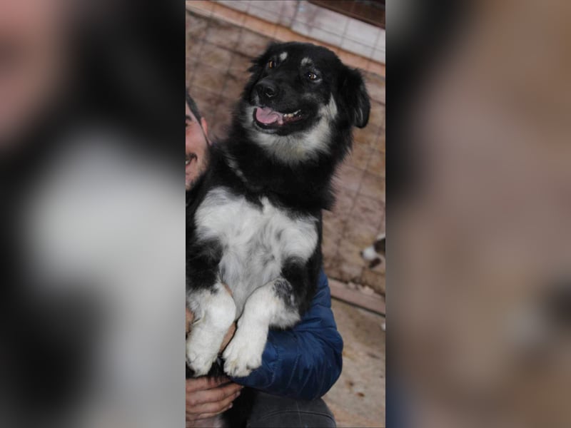 Laika, lebenslustig und menschenbezogen