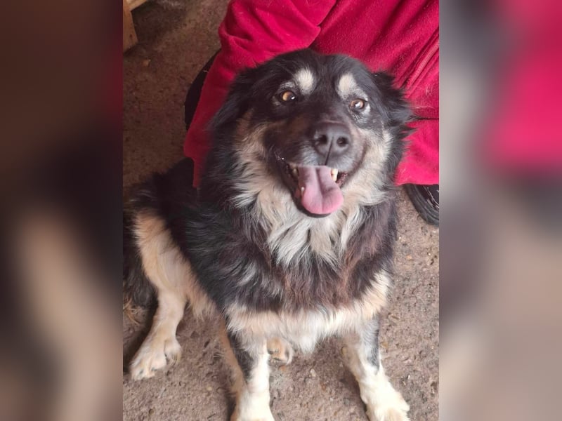 Laika, lebenslustig und menschenbezogen