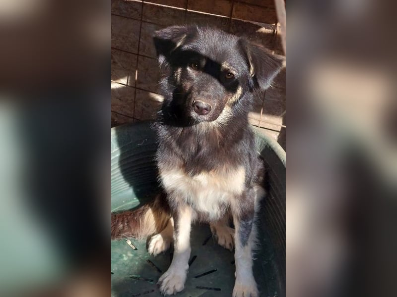 Laika, lebenslustig und menschenbezogen