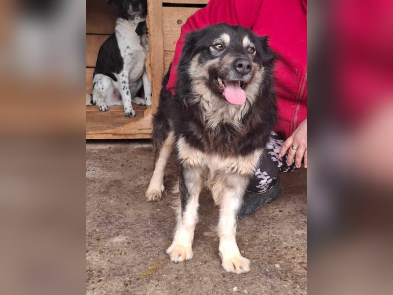 Laika, lebenslustig und menschenbezogen