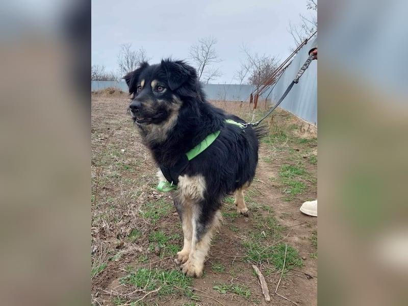 Laika, lebenslustig und menschenbezogen