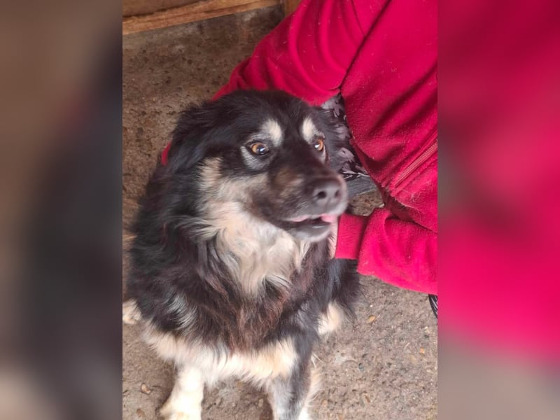 Laika, lebenslustig und menschenbezogen