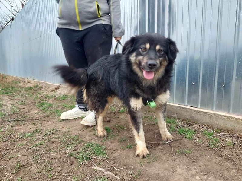 Laika, lebenslustig und menschenbezogen