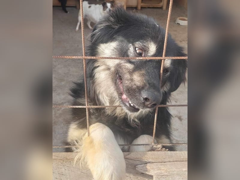 Laika, lebenslustig und menschenbezogen