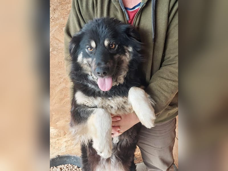 Laika, lebenslustig und menschenbezogen