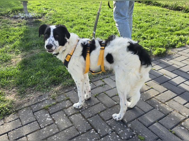 Nic: toller Familienhund