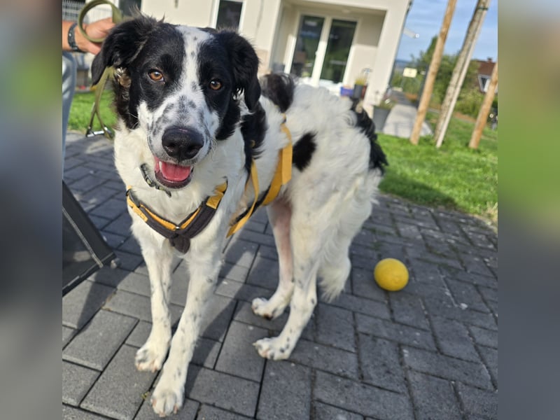 Nic: toller Familienhund