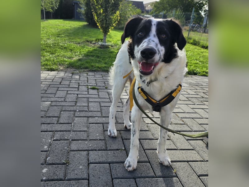 Nic: toller Familienhund