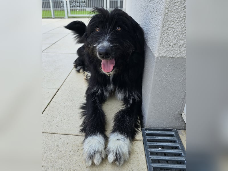 Pumba: perfekter Familienhund