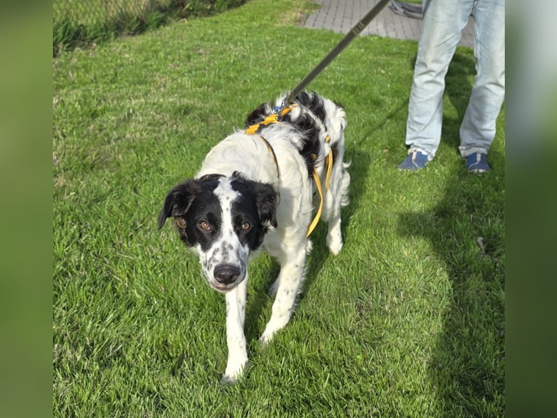 Nic: toller Familienhund