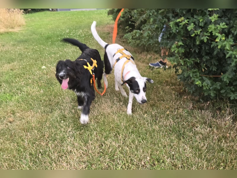 Pumba: perfekter Familienhund