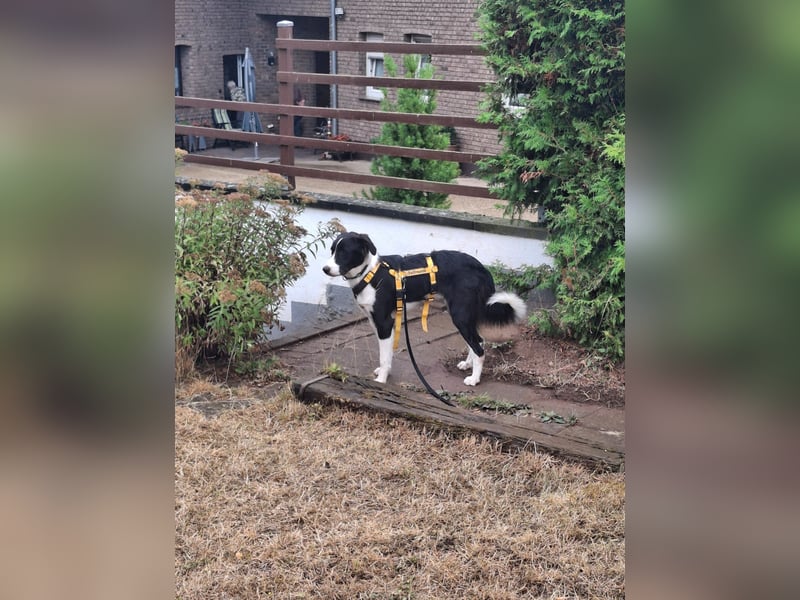 Seb: möchte lernen, spielen, kuscheln