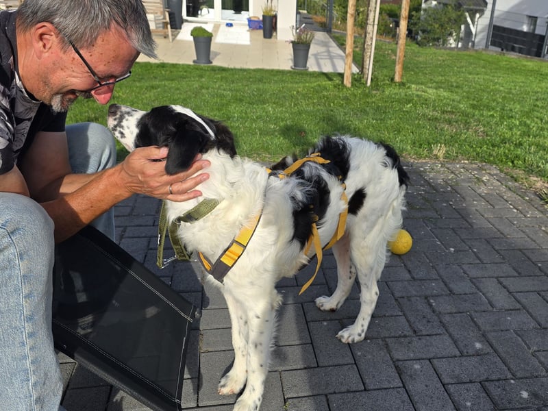 Nic: toller Familienhund