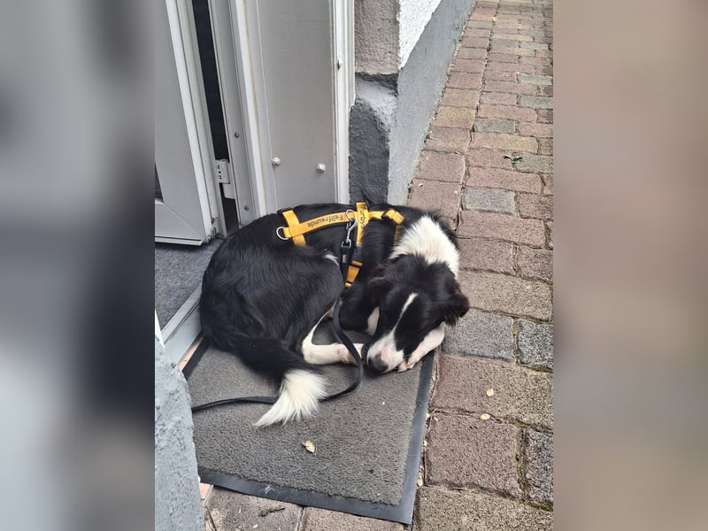 Seb: möchte lernen, spielen, kuscheln