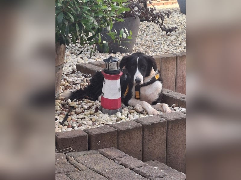 Seb: möchte lernen, spielen, kuscheln
