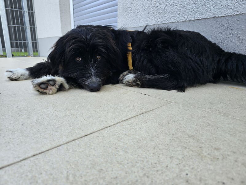 Pumba: perfekter Familienhund
