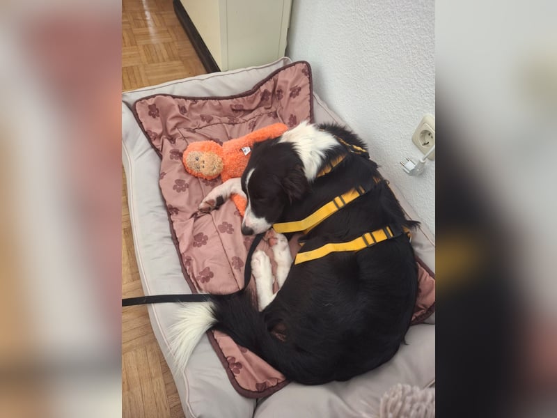 Seb: spielen, lernen, schmusen