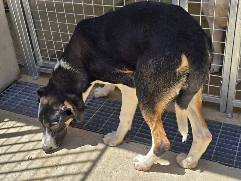 Shiloh: wer liebt mich so, wie ich bin?