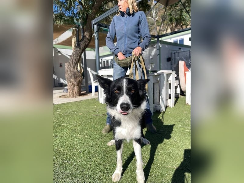 Lila (Spanien) – kluge Border-Collie-Hündin sucht ein aktives Zuhause
