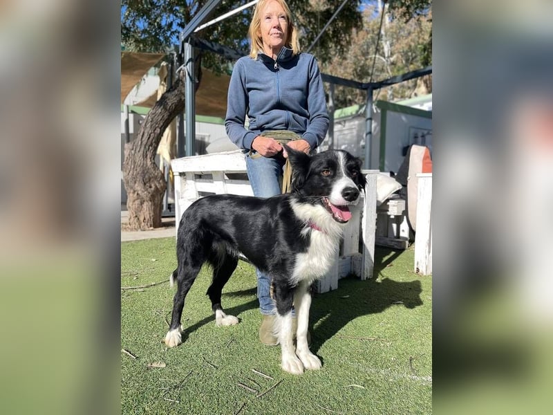 Lila (Spanien) – kluge Border-Collie-Hündin sucht ein aktives Zuhause