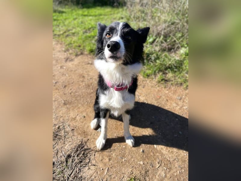 Lila (Spanien) – kluge Border-Collie-Hündin sucht ein aktives Zuhause