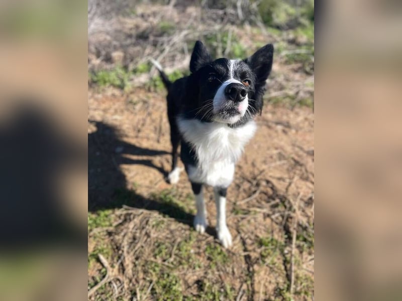 Lila (Spanien) – kluge Border-Collie-Hündin sucht ein aktives Zuhause