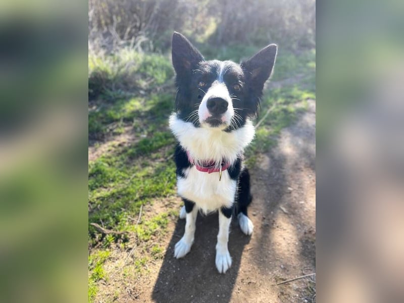 Lila (Spanien) – kluge Border-Collie-Hündin sucht ein aktives Zuhause
