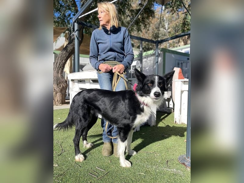 Lila (Spanien) – kluge Border-Collie-Hündin sucht ein aktives Zuhause