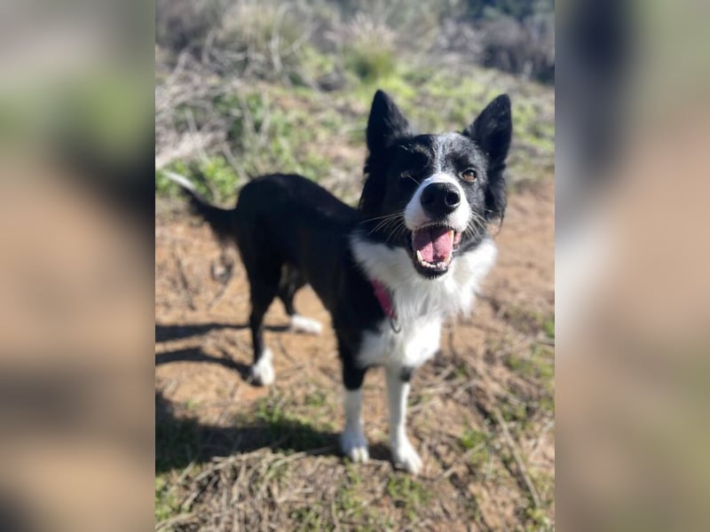 Lila (Spanien) – kluge Border-Collie-Hündin sucht ein aktives Zuhause