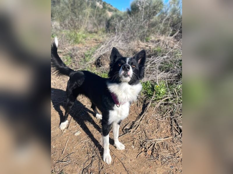 Lila (Spanien) – kluge Border-Collie-Hündin sucht ein aktives Zuhause