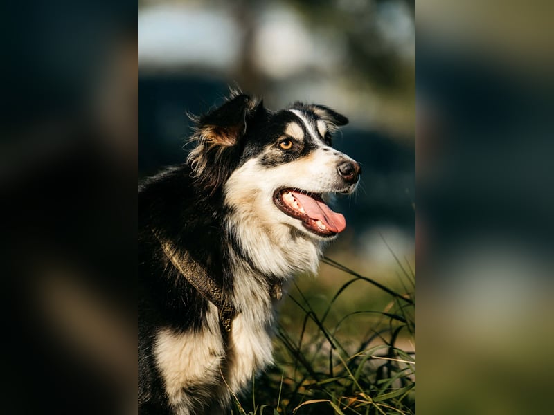 Lustiger Tocki sucht sein Zuhause