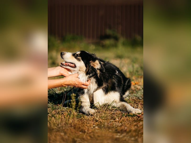 Lustiger Tocki sucht sein liebevolles Zuhause