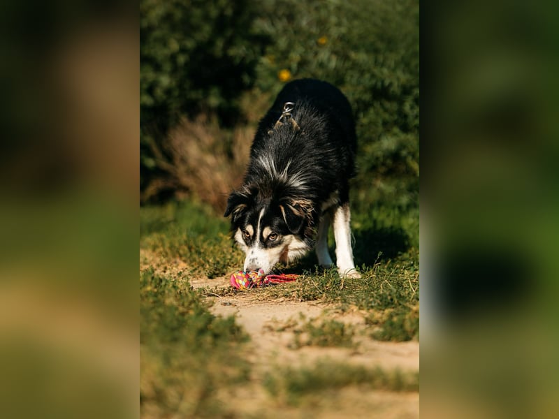 Lustiger Tocki sucht sein Zuhause