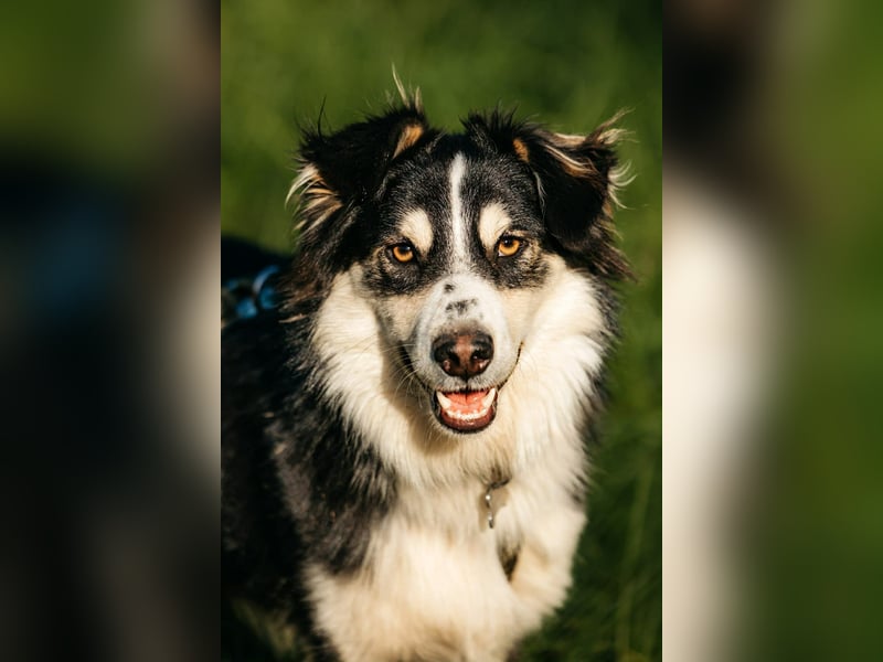 Lustiger Tocki sucht sein Zuhause