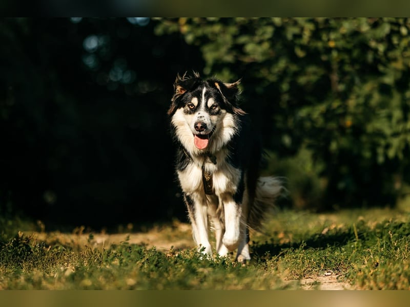 Lustiger Tocki sucht liebevolles Zuhause