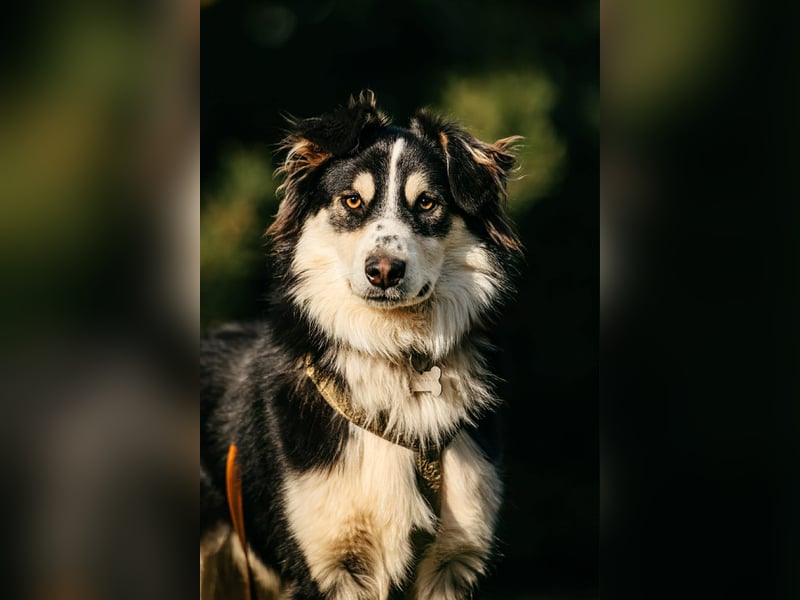 Lustiger Tocki sucht liebevolles Zuhause