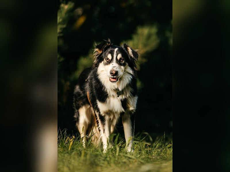 Lustiger Tocki sucht liebevolles Zuhause