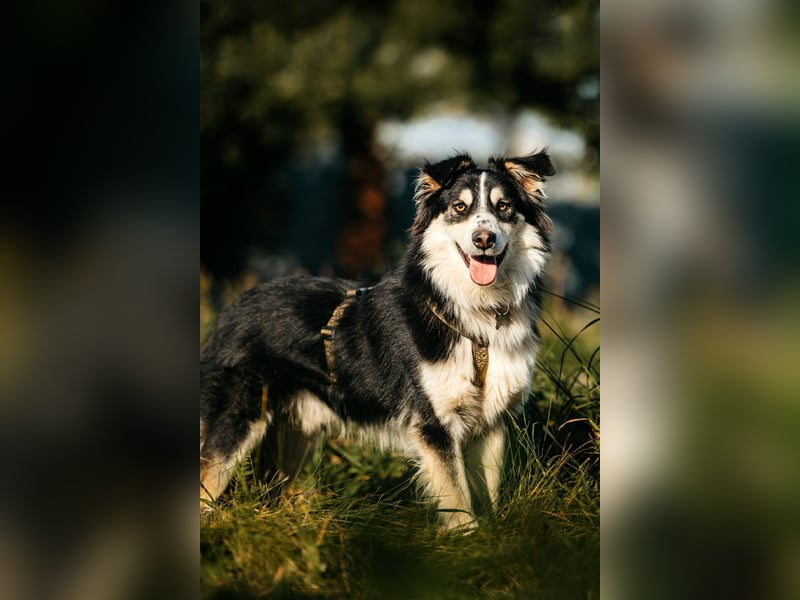 Lustiger Tocki sucht sein Zuhause