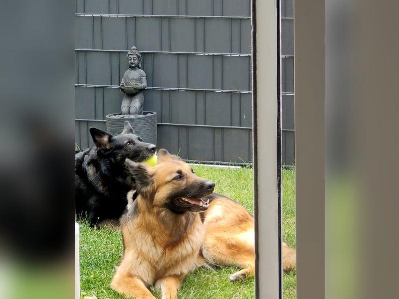 Zwei liebevolle Hündinnen suchen ein neues Zuhause