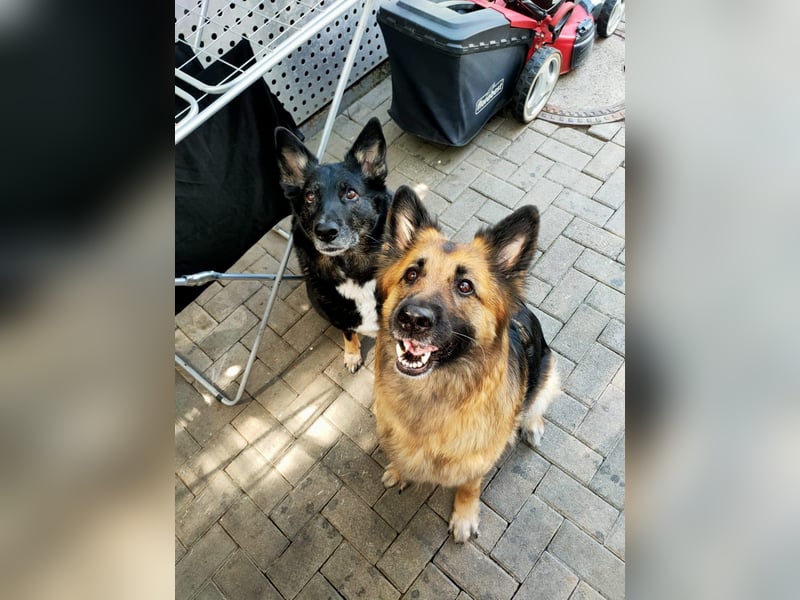 Zwei liebevolle Hündinnen suchen ein neues Zuhause