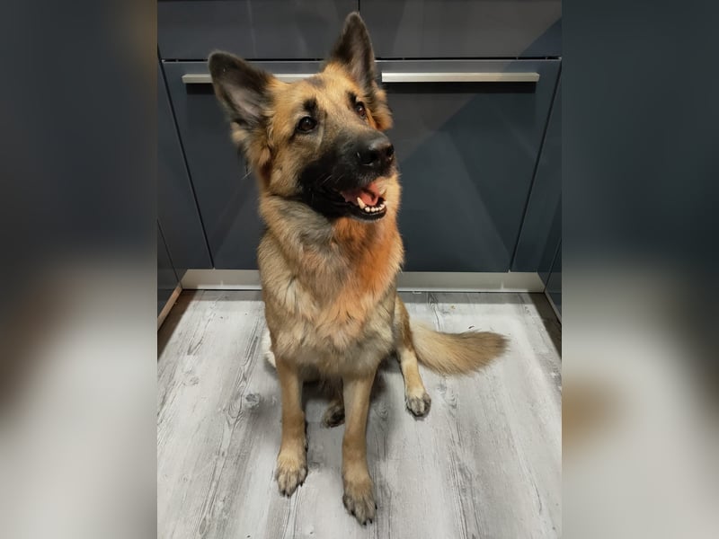 Zwei liebevolle Hündinnen suchen ein neues Zuhause