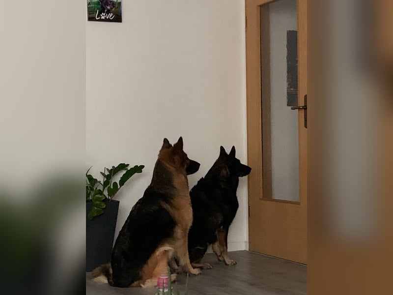 Zwei liebevolle Hündinnen suchen ein neues Zuhause