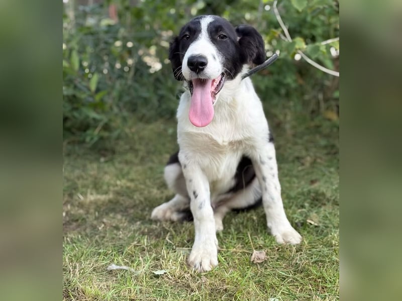 MOSS - Lebensfroher Border Collie Mix sucht aktive Familie